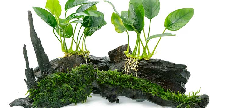 Sắc Xanh Thủy Sinh