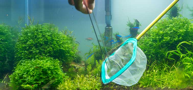 Kinh Nghiệm Thủy Sinh