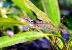 Tép Diệt Rêu Hại