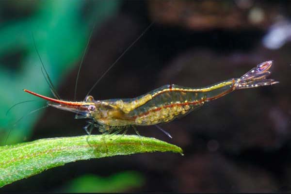 Tép Mũi Đỏ Image