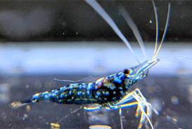 Sulawesi Blue Ghost