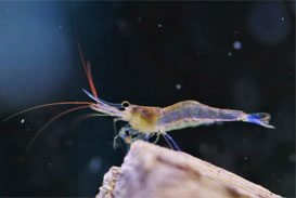 Sulawesi Blue Leg Poso