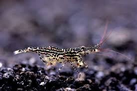 Sulawesi White Orchid