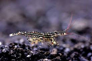 Sulawesi White Orchid