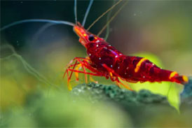 Sulawesi Yellow Cheek